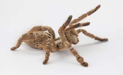 Spider-venom-is-being-used-to-develop-venom-derived-pharmaceuticals. 